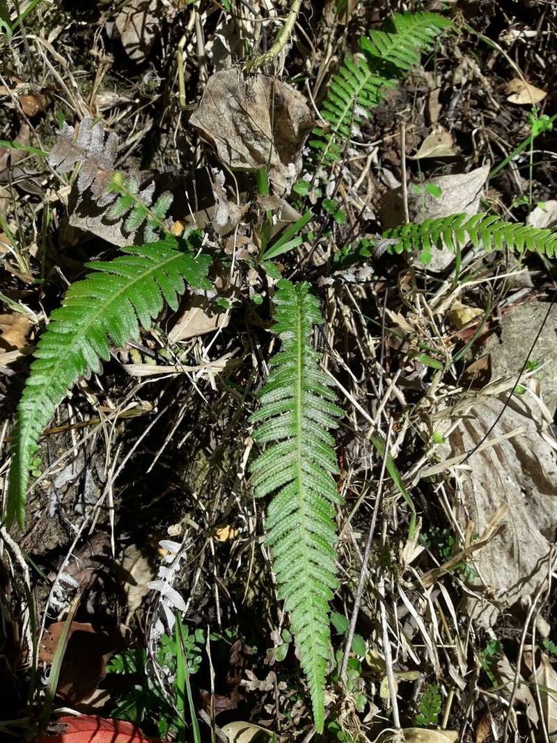 Blechnum medium photo 6