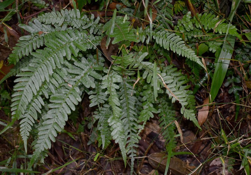 Blechnum medium photo 7