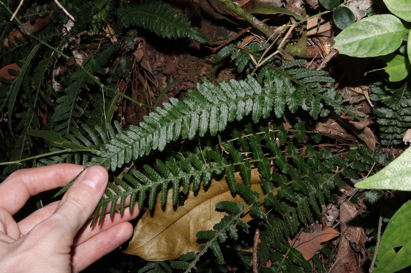 Blechnum medium photo 8