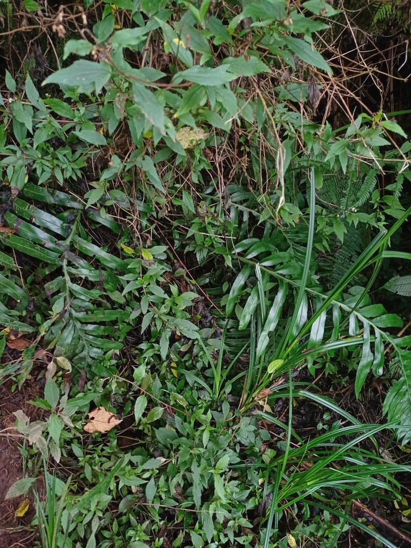 Blechnum melanocaulon