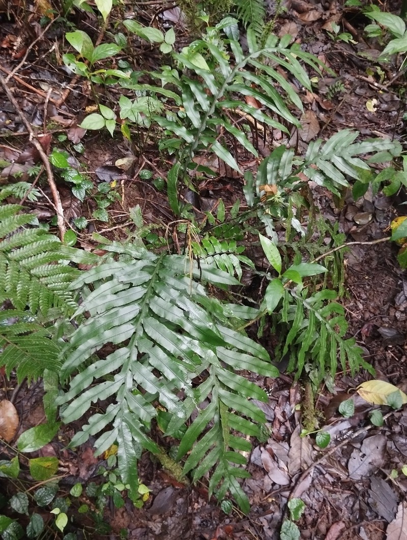 Blechnum melanocaulon photo 2