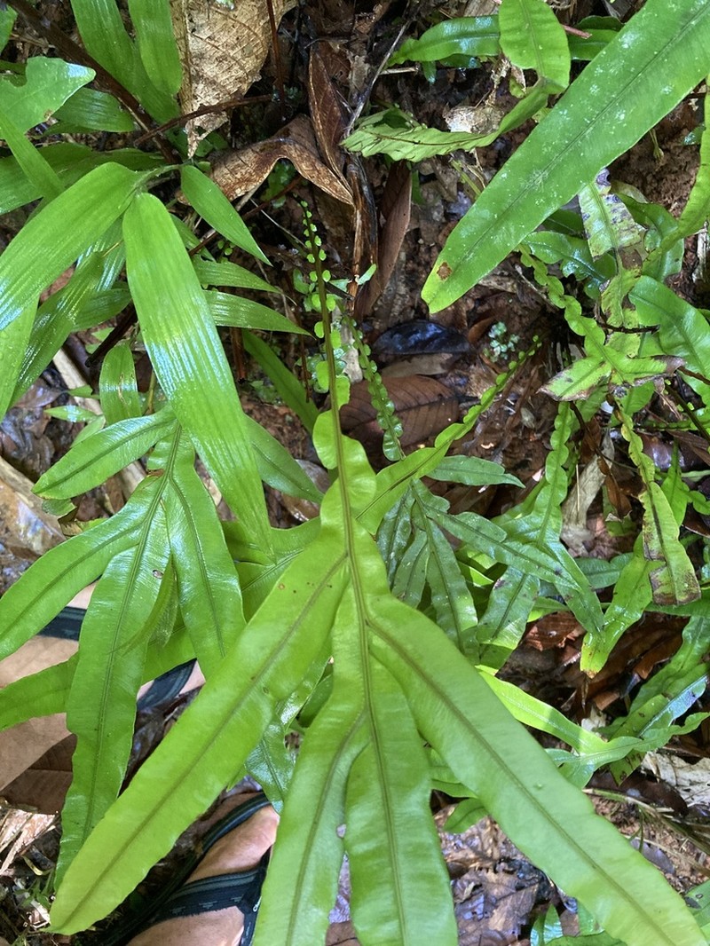 Blechnum melanocaulon photo 3