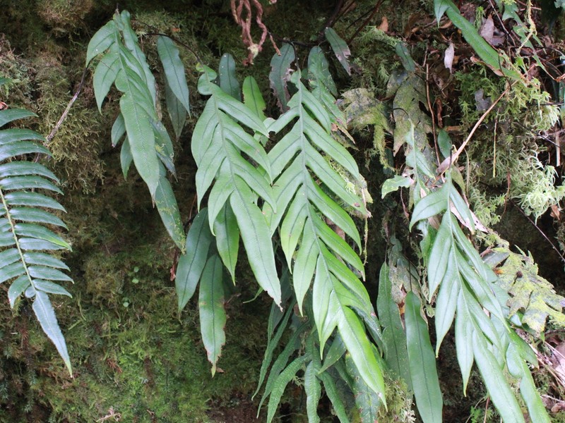 Blechnum melanocaulon photo 4