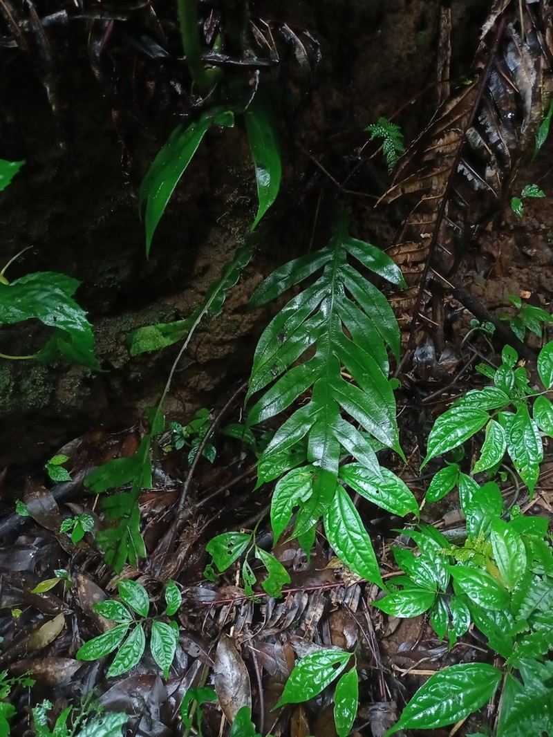 Blechnum melanocaulon photo 5