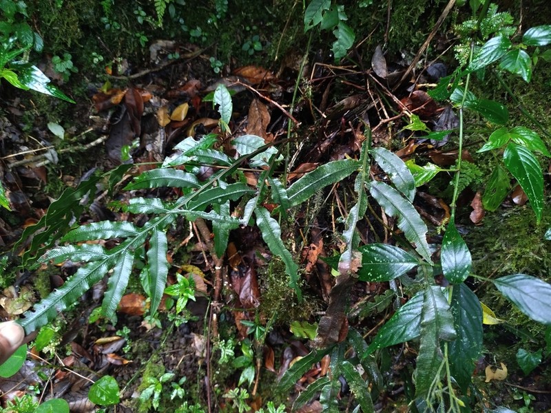 Blechnum melanocaulon photo 6