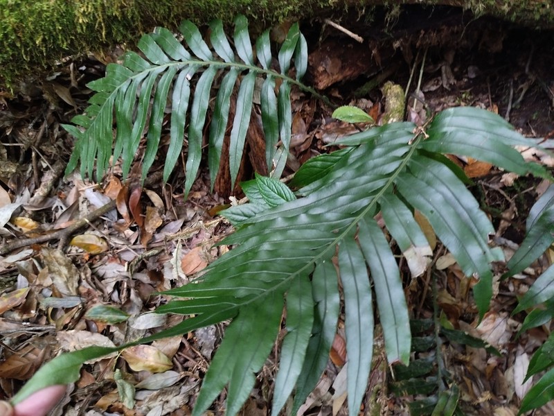 Blechnum melanocaulon photo 7