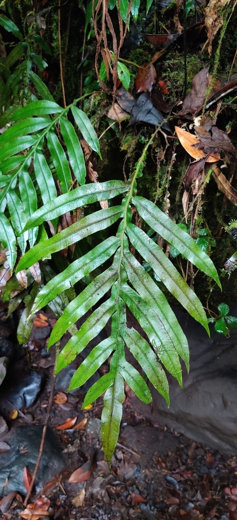 Blechnum melanocaulon photo 8
