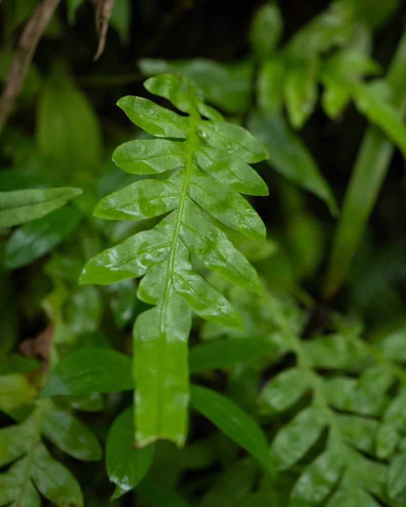 Blechnum melanocaulon subsp. pallens