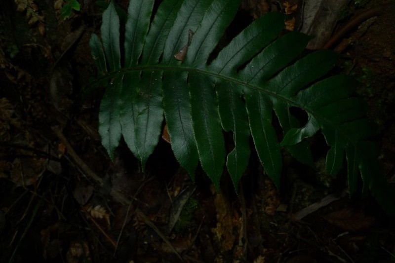Blechnum melanocaulon subsp. pallens photo 2