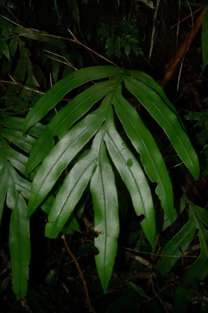 Blechnum melanocaulon subsp. pallens photo 3