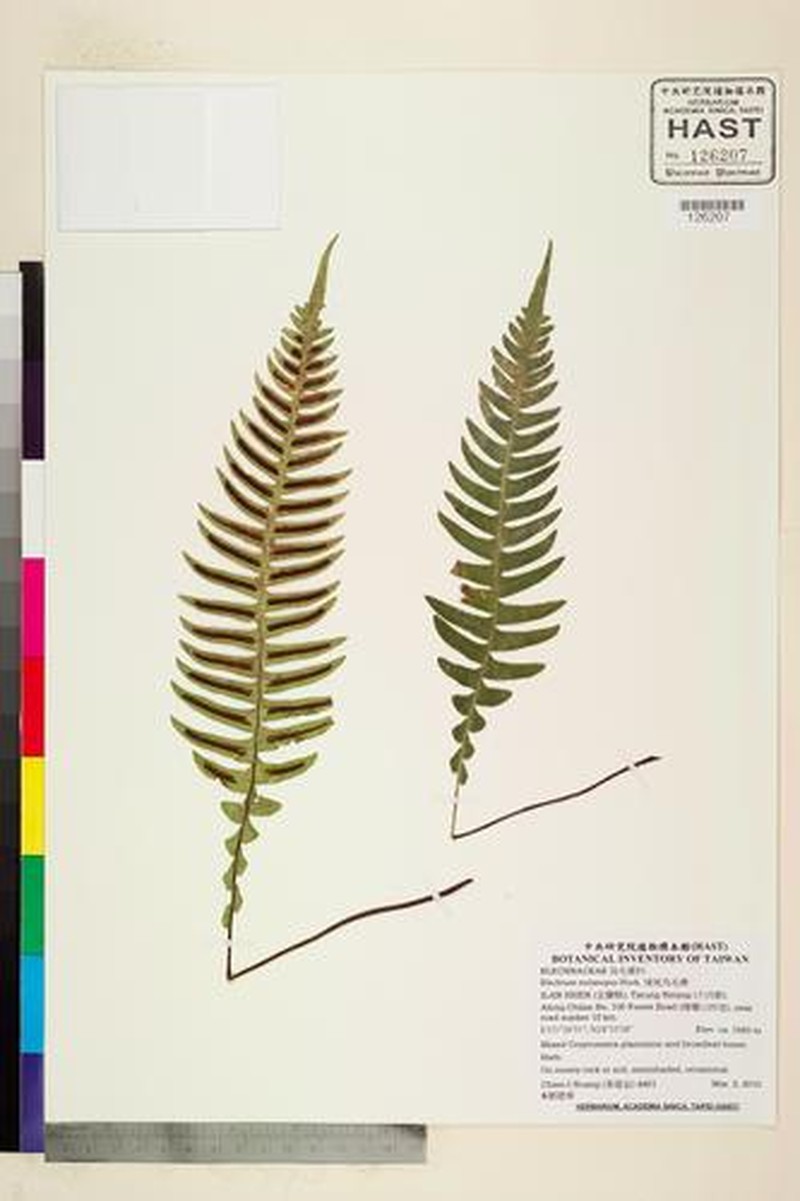 Blechnum melanopus
