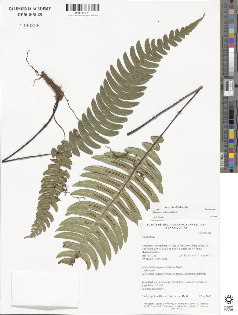 Blechnum melanopus photo 2