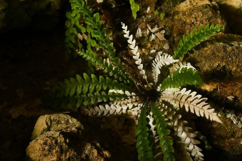 Blechnum membranaceum
