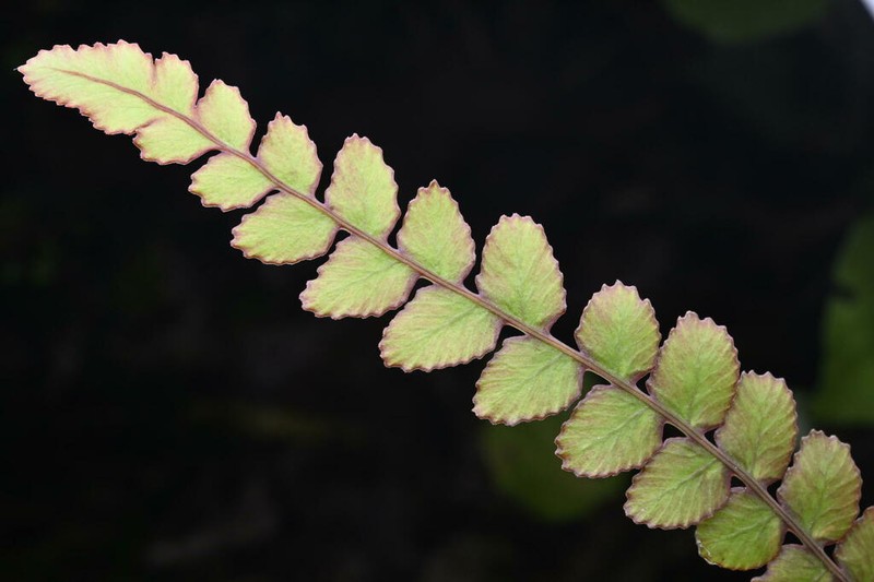 Blechnum membranaceum photo 2