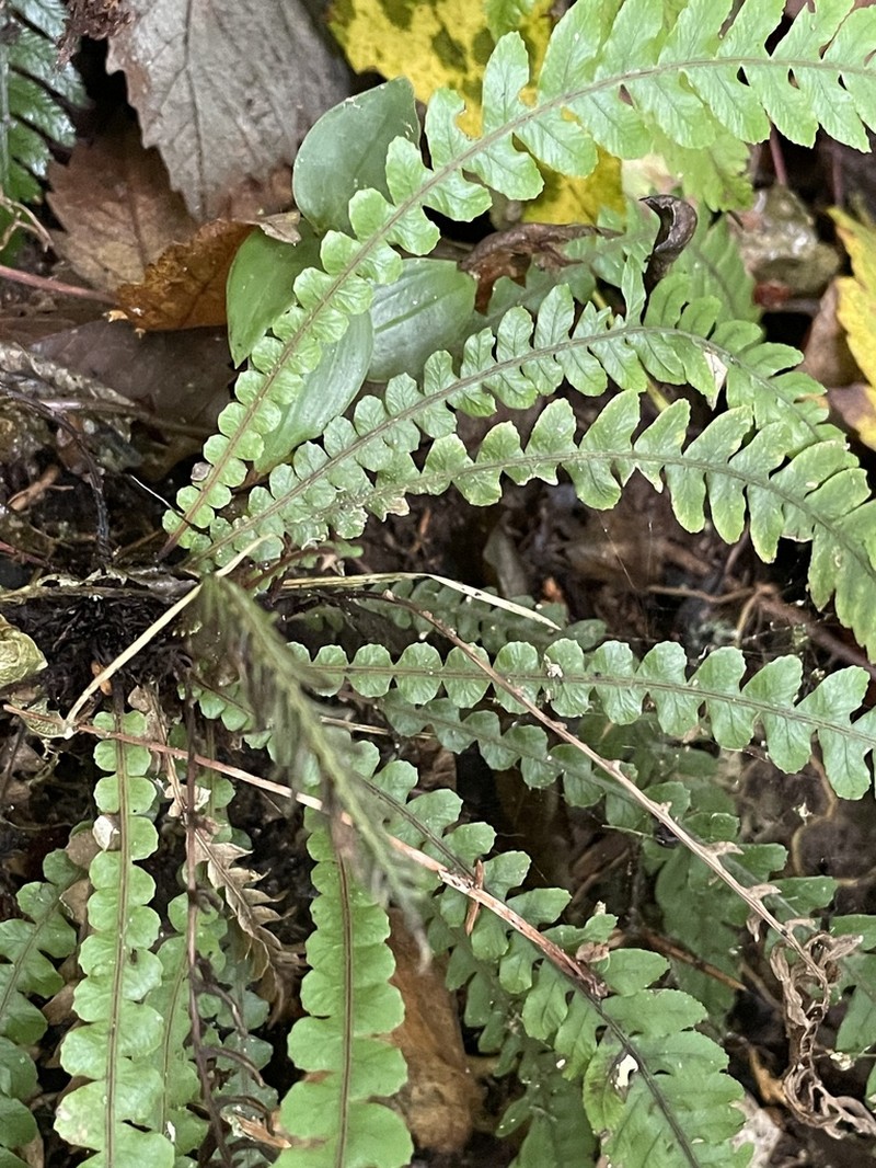 Blechnum membranaceum photo 3