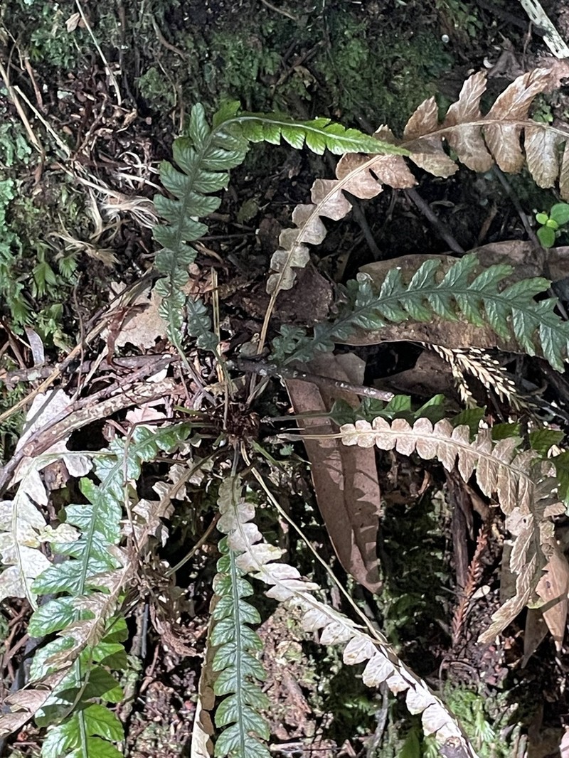 Blechnum membranaceum photo 4