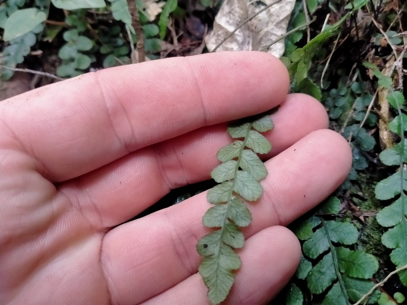 Blechnum membranaceum photo 5