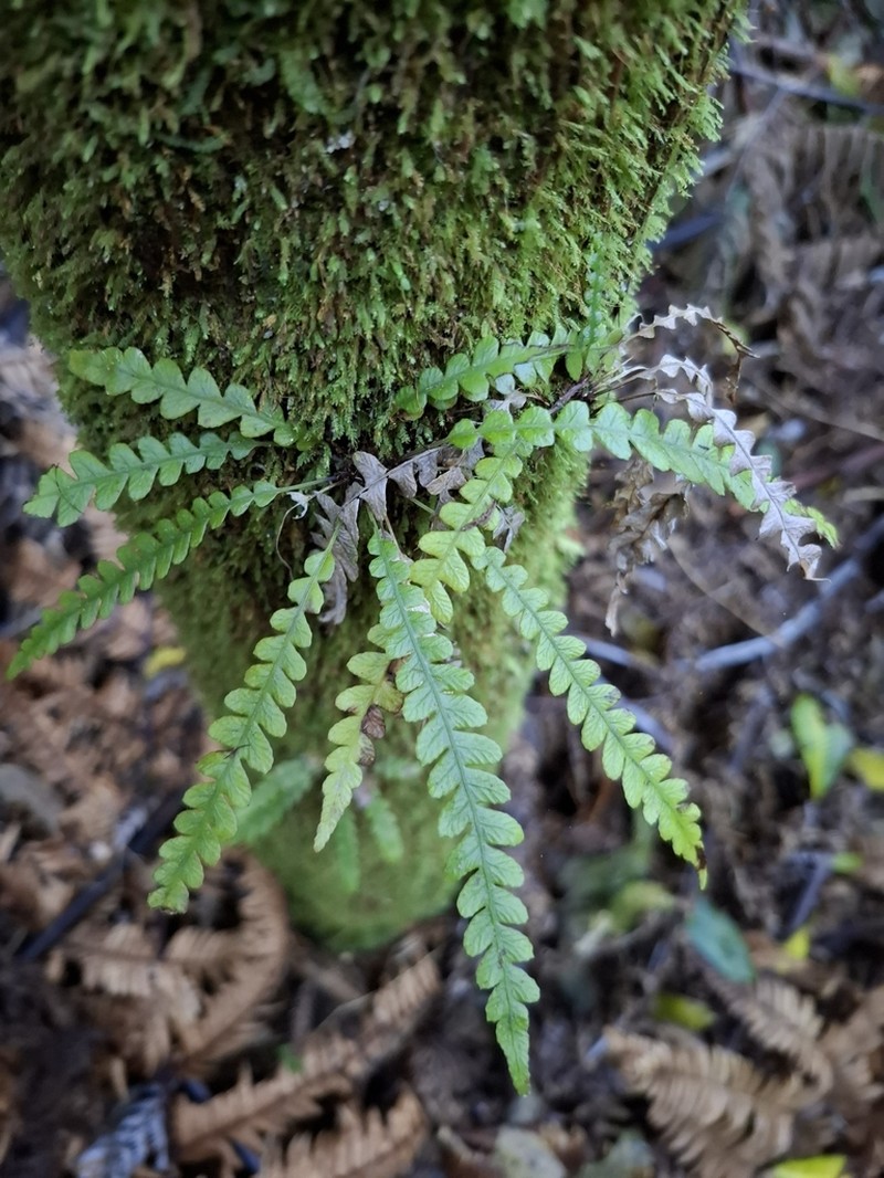 Blechnum membranaceum photo 6