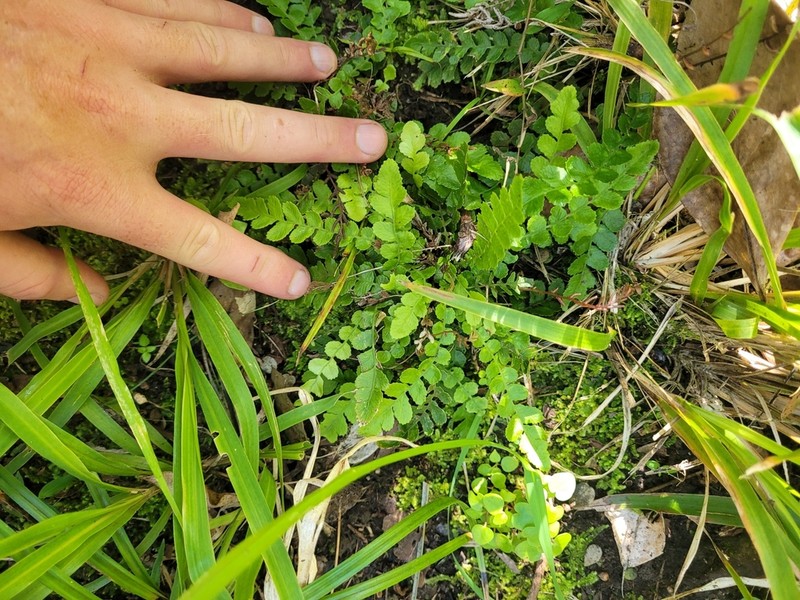 Blechnum membranaceum photo 7
