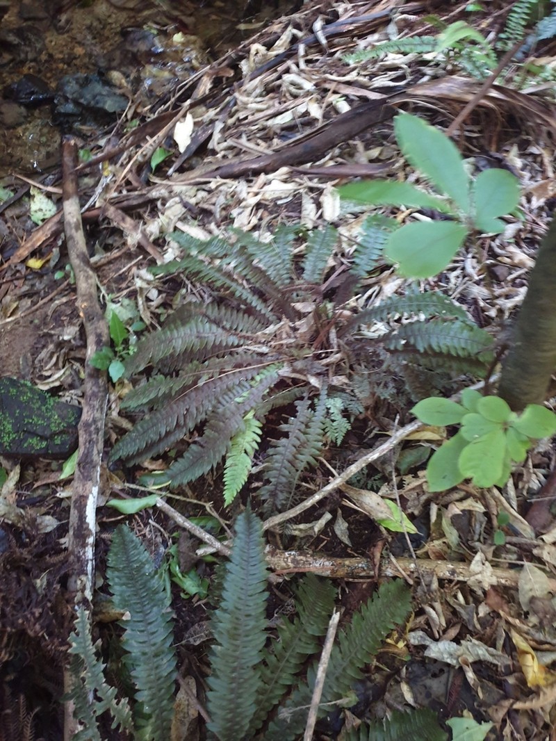 Blechnum membranaceum photo 8