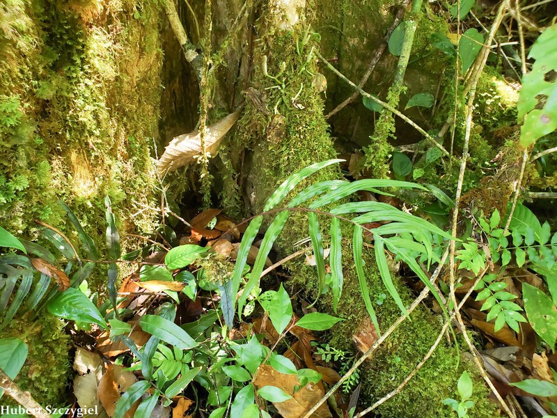 Blechnum meridense