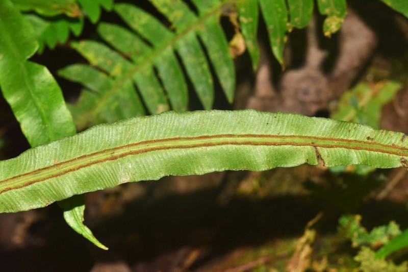 Blechnum meridense photo 2