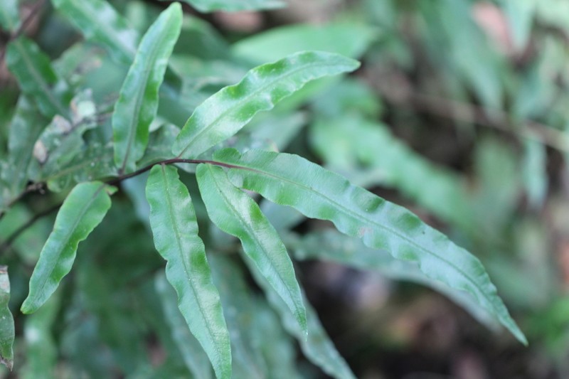 Blechnum meridense photo 3