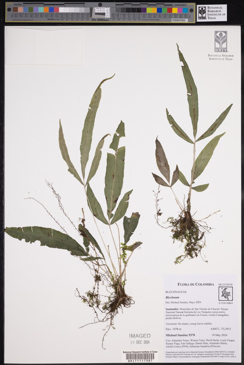 Blechnum meridense photo 4