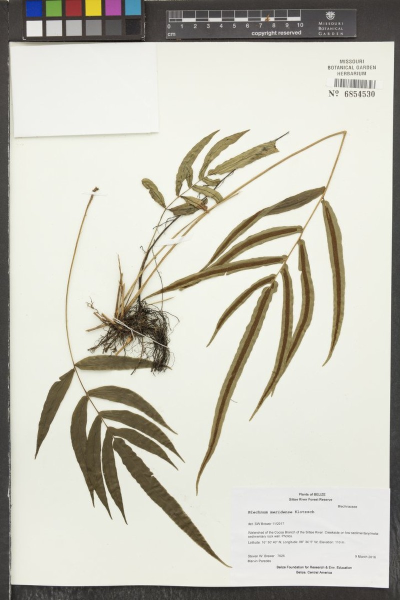 Blechnum meridense photo 5