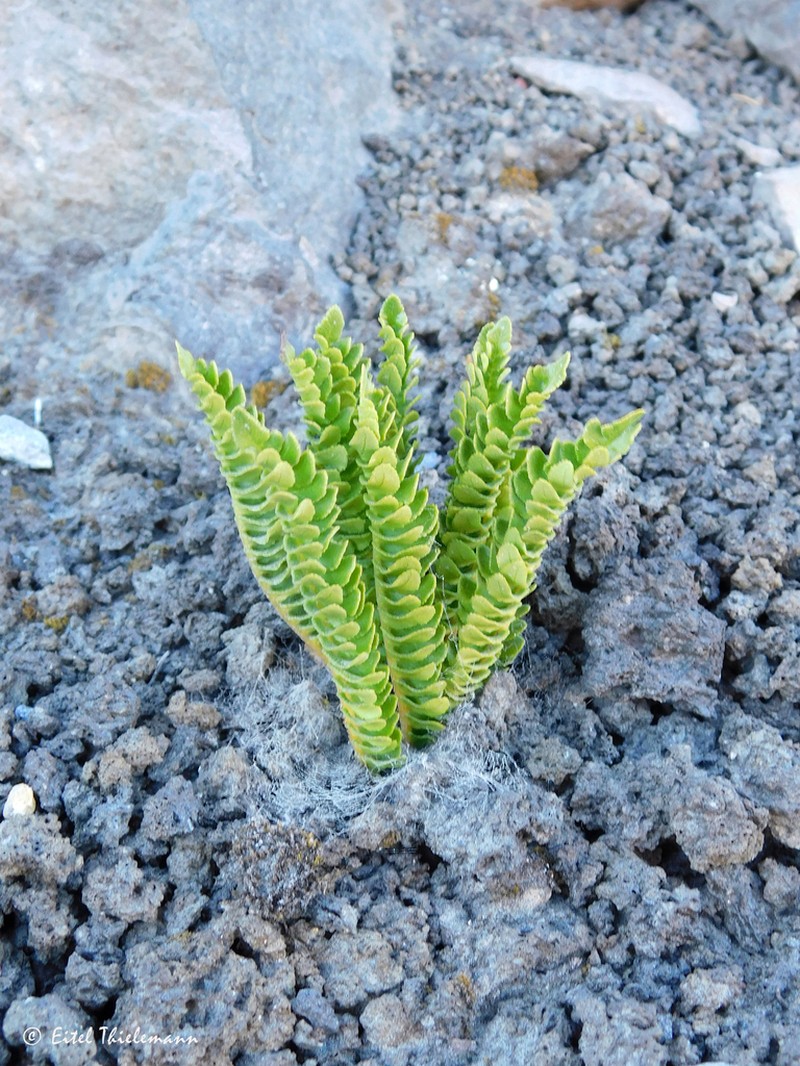 Blechnum microphyllum