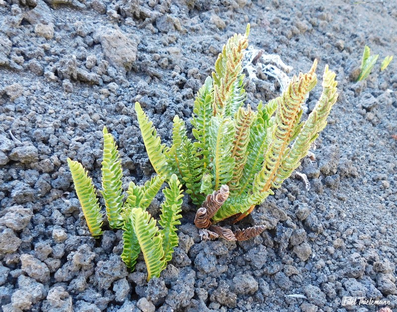 Blechnum microphyllum photo 2