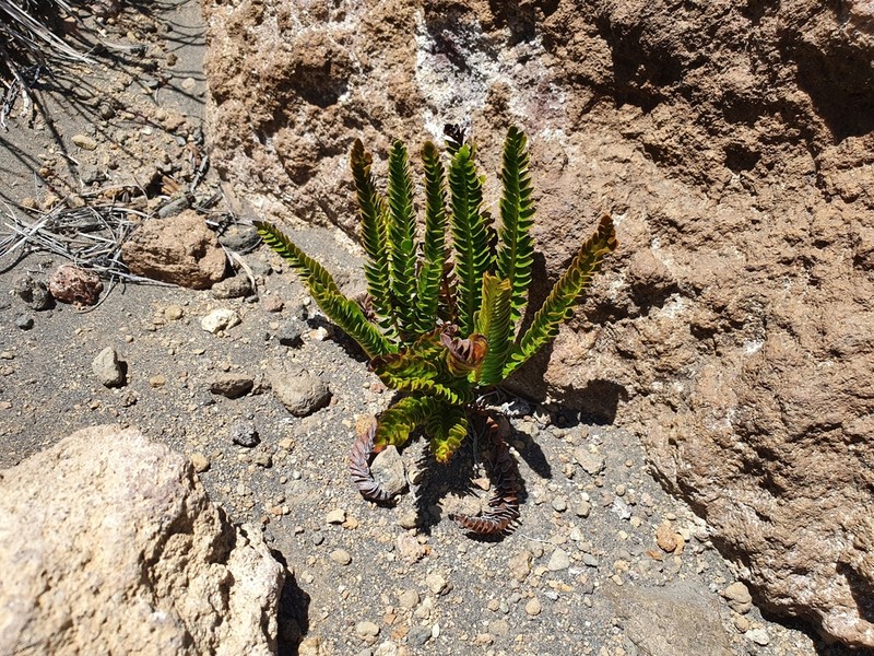 Blechnum microphyllum photo 3