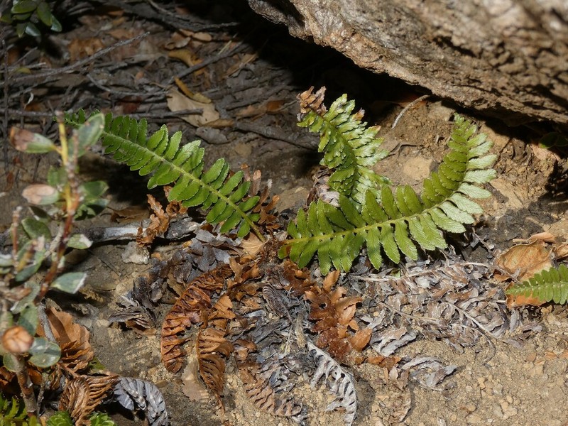 Blechnum microphyllum photo 4