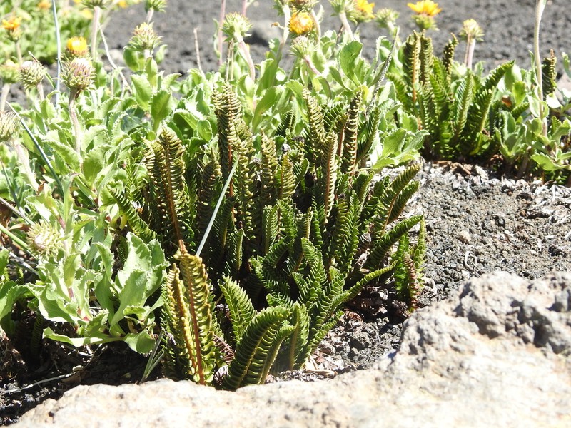 Blechnum microphyllum photo 5