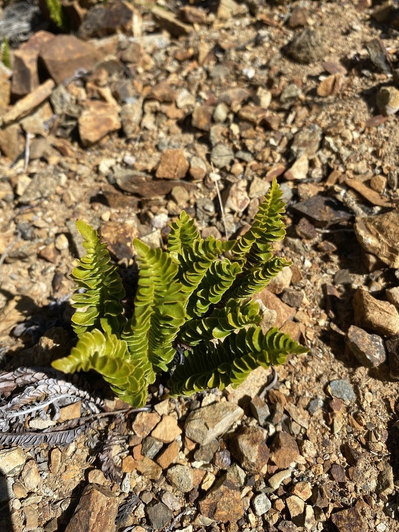 Blechnum microphyllum photo 6