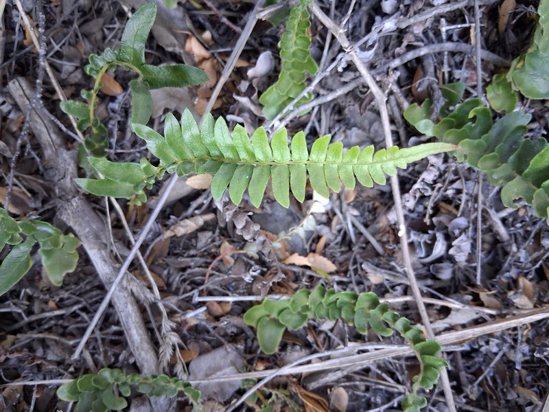 Blechnum microphyllum photo 7