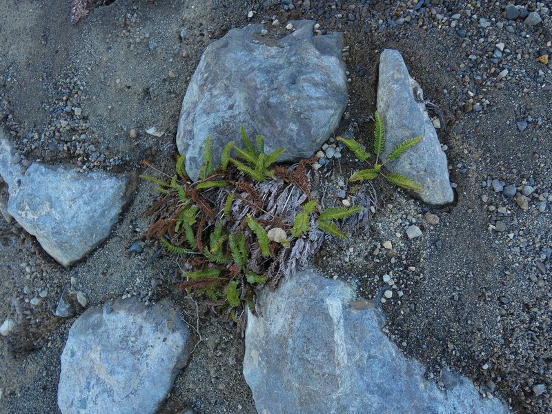 Blechnum microphyllum photo 8