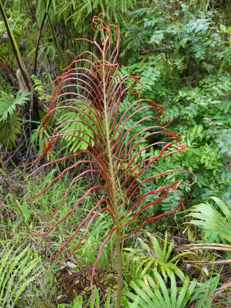 Blechnum milnei