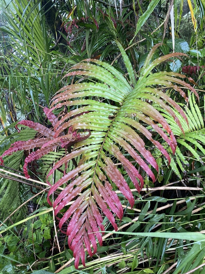 Blechnum milnei photo 2