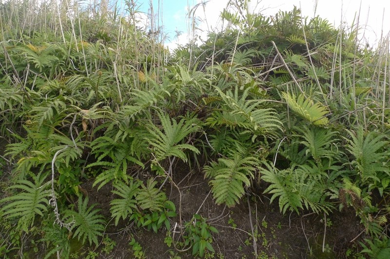 Blechnum milnei photo 4