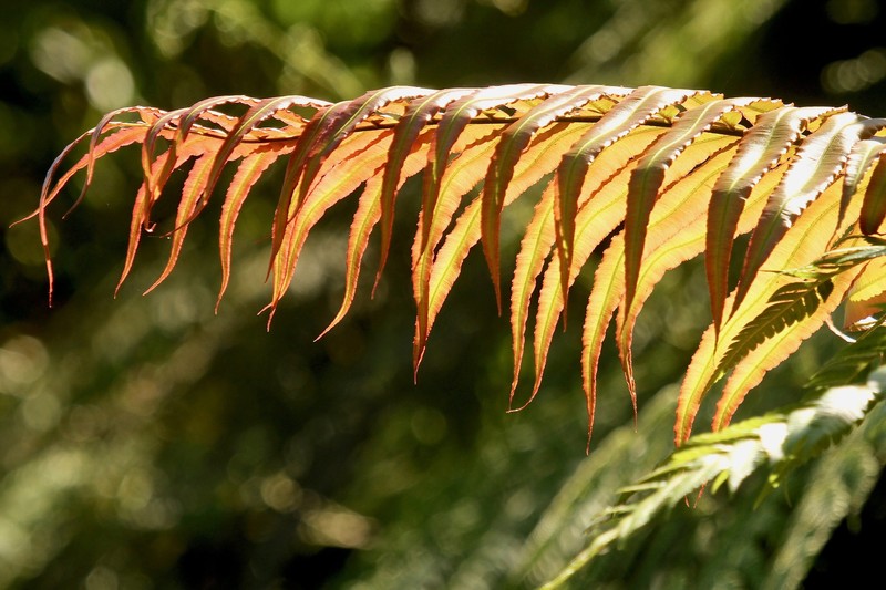 Blechnum milnei photo 7