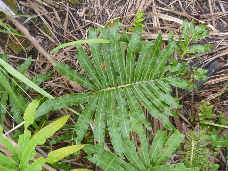 Blechnum milnei photo 8