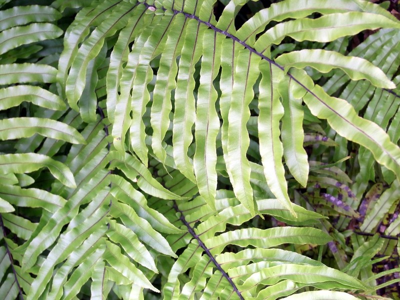 Blechnum minus