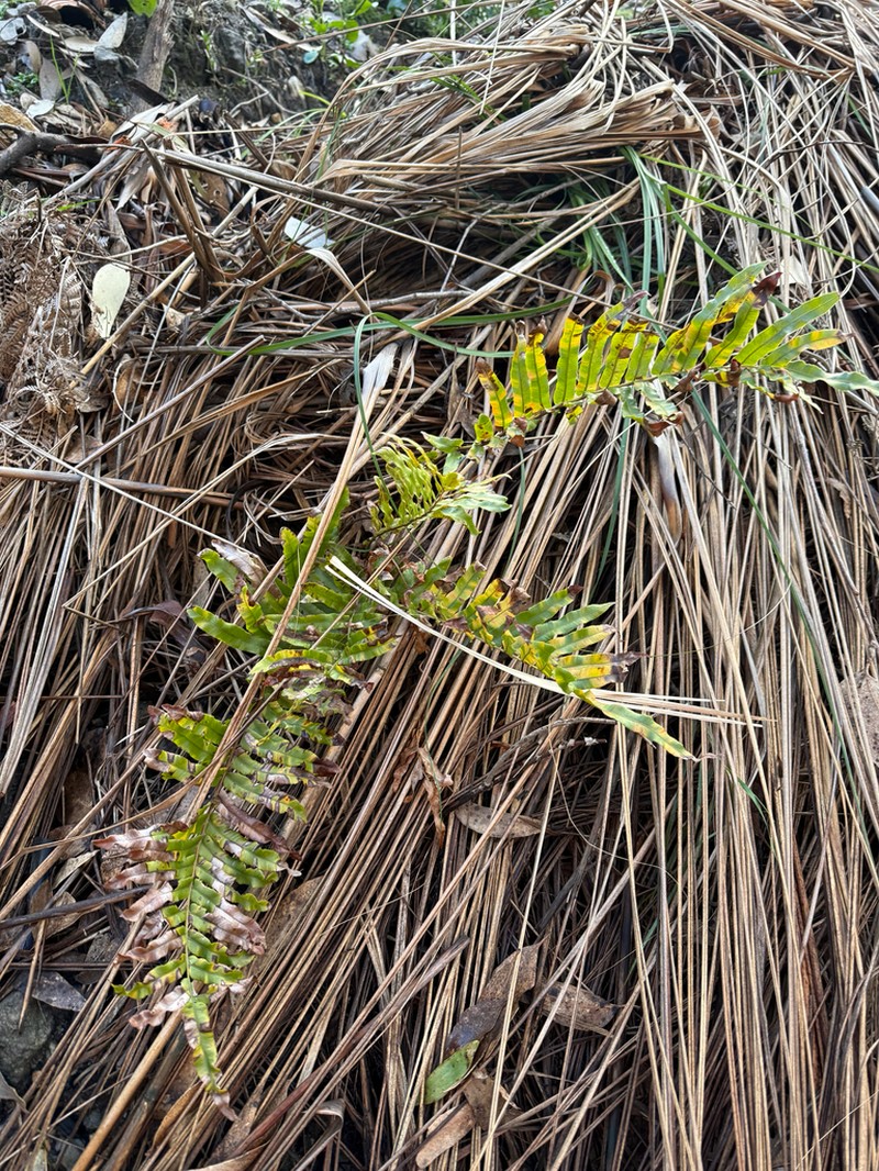 Blechnum minus photo 2