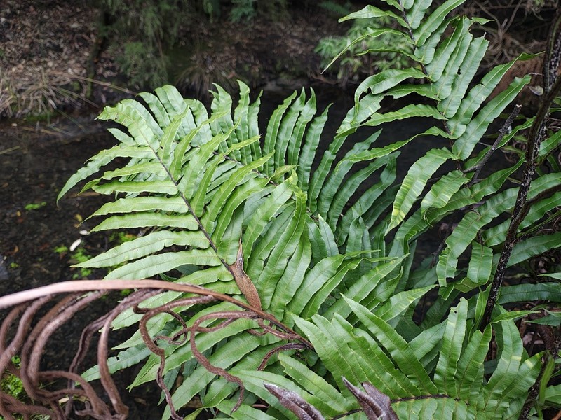 Blechnum minus photo 3