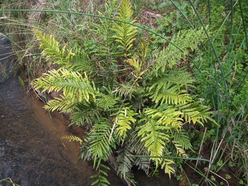 Blechnum minus photo 4