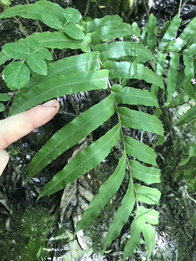 Blechnum minus photo 5