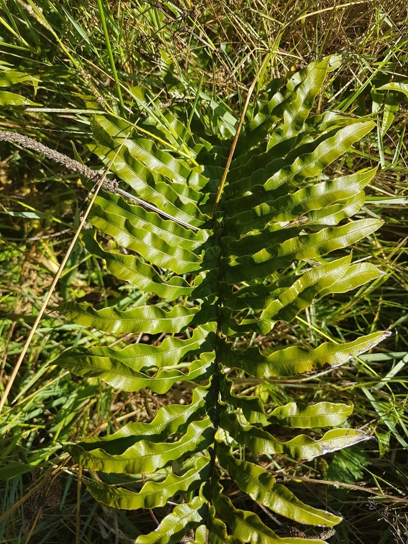 Blechnum minus photo 6