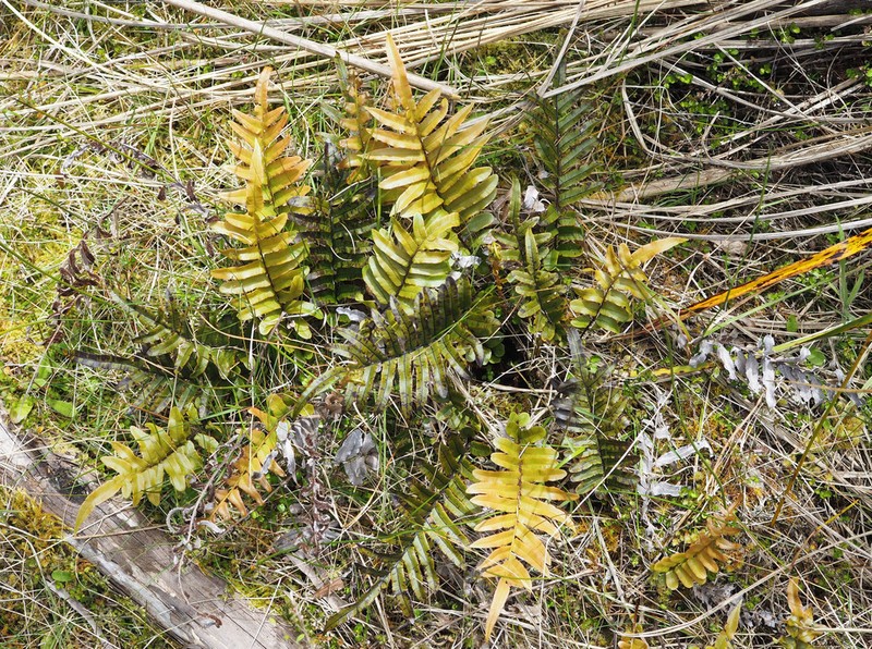 Blechnum minus photo 7