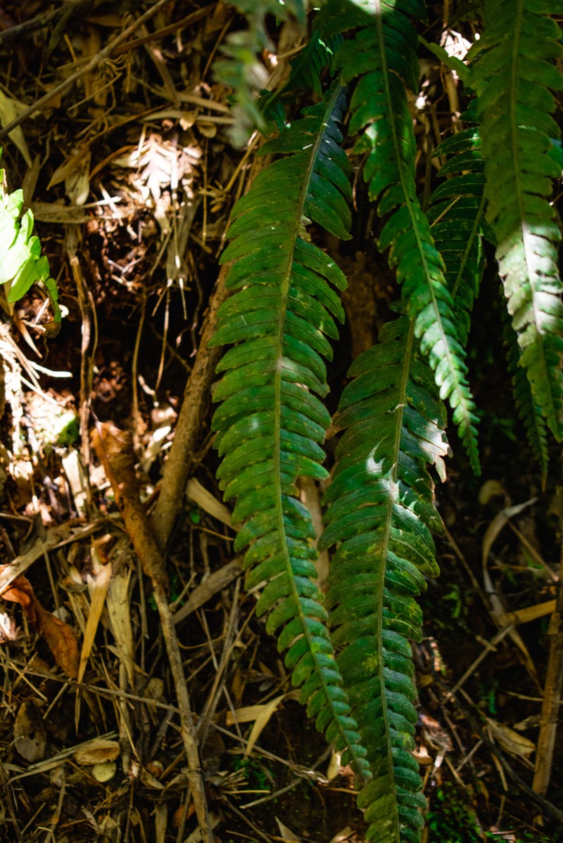 Blechnum mochaenum